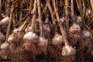 Garlic bulbs drying in the sun