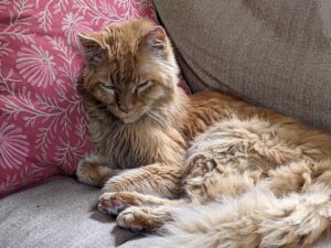 Orange tabby relaxing at home